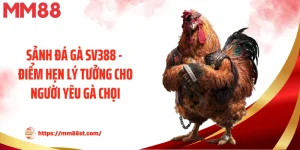 Sảnh Đá Gà Sv388 - Điểm Hẹn Lý Tưởng Cho Người Yêu Gà Chọi